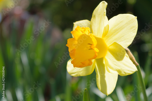 Narcissus Fortune (Large cupped Daffodil) photo