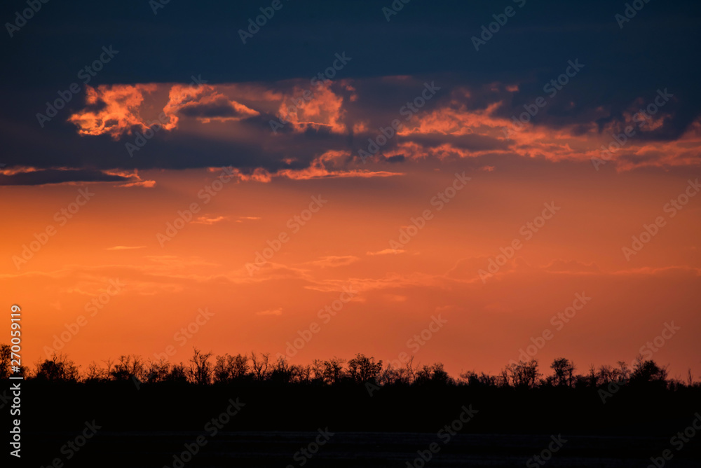 Sunrise tree silhouettes with orange dramatic sky