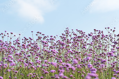 blooming purple verbena background