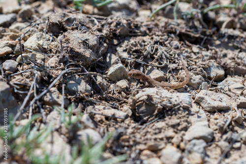 Close up cute small Even-fingered gecko genus Alsophylax on ground