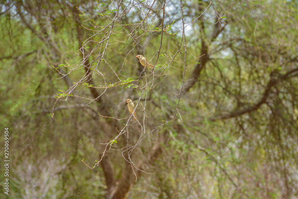 Little sparrow bird sitting alone Little sparrow bird sitting alone