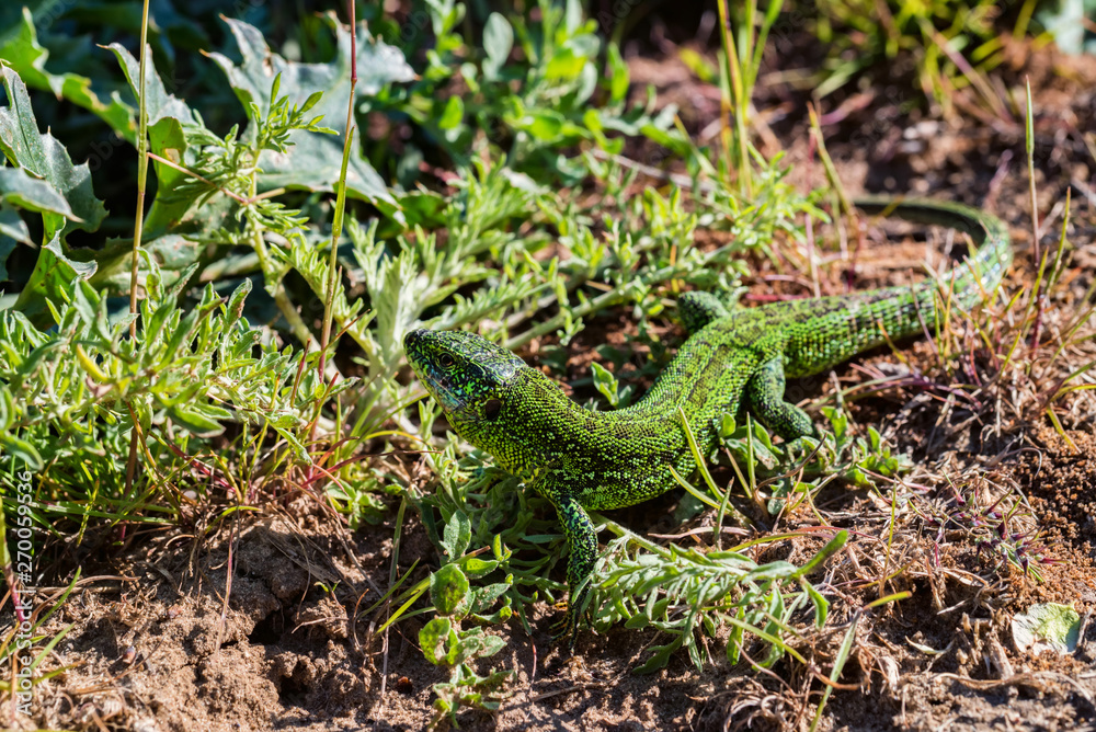 Portrait of bright green quick lizard in grass