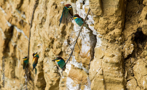 Bee-eater at the nasal cavity