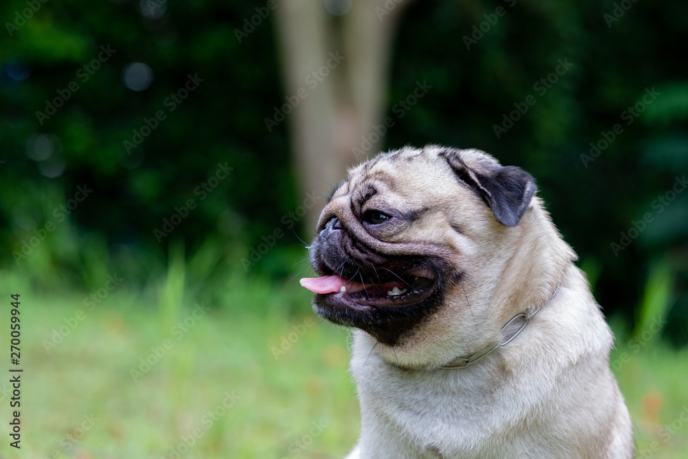 Happy dog pug breed smile with funny face on green grass in garden,Purebred pug dog healthy Concept