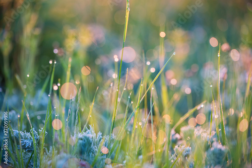 Wallpaper Mural Beautiful background with morning dew on grass close