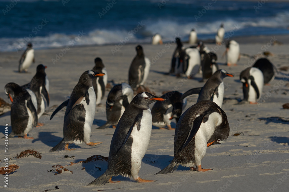 Obraz premium Gentoo Penguins (Pygoscelis papua) on a sandy beach on Sea Lion Island in the Falkland Islands.