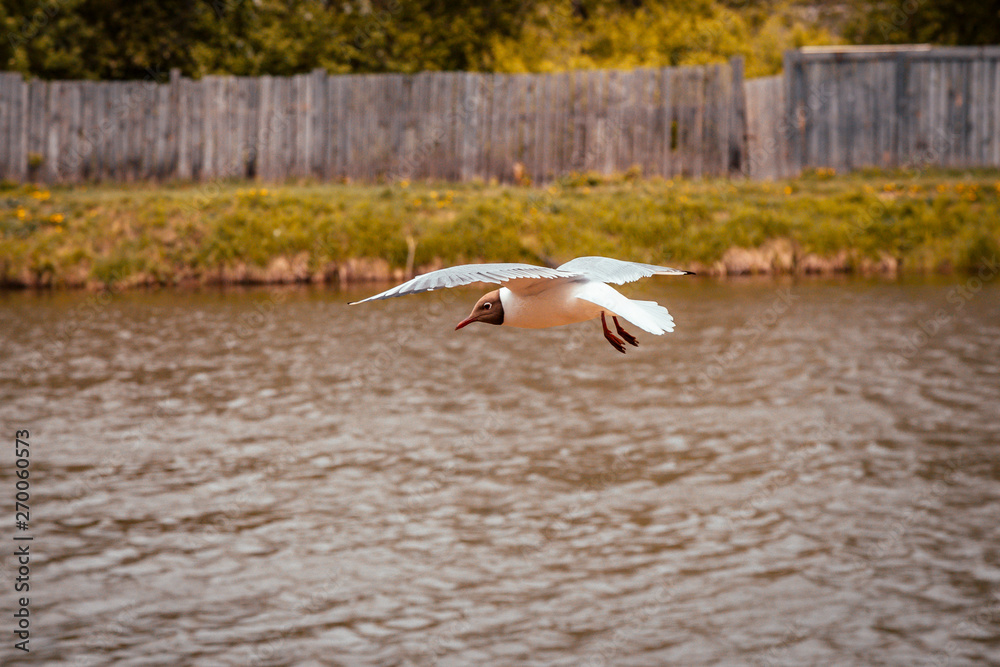 seagull flies over the pond in search of food