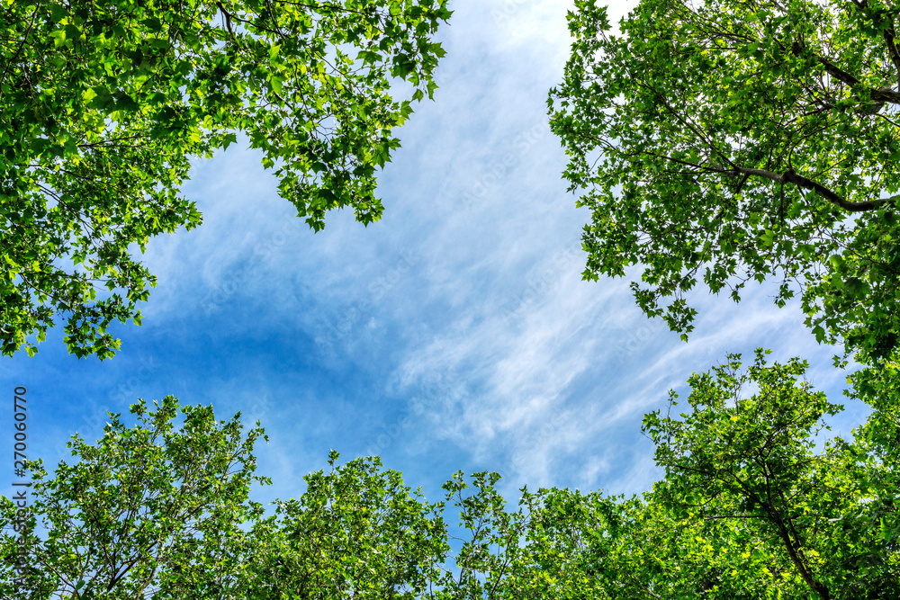 Blue sky framed by flowering tree branches Blue sky framed by flowering tree branches