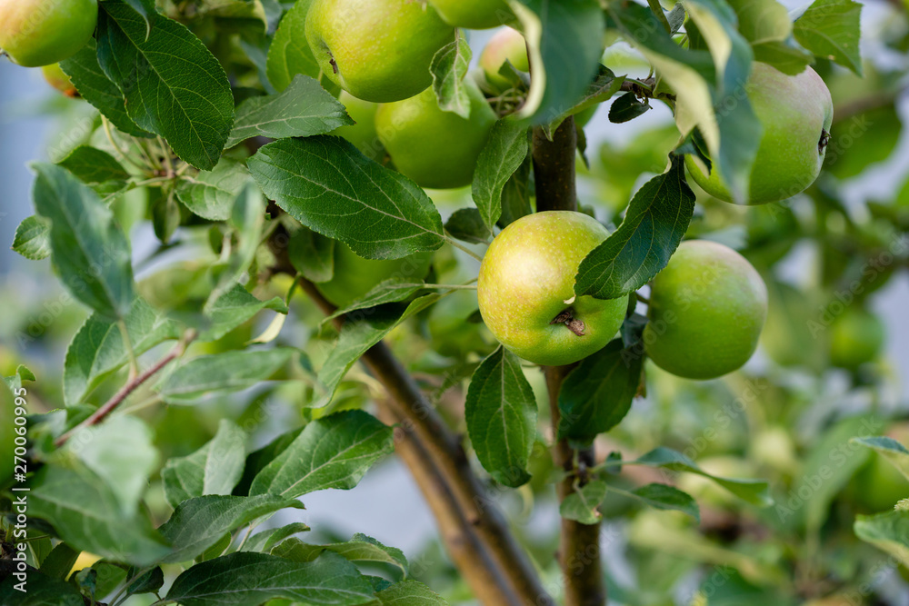 Young apple trees, rich harvest concept