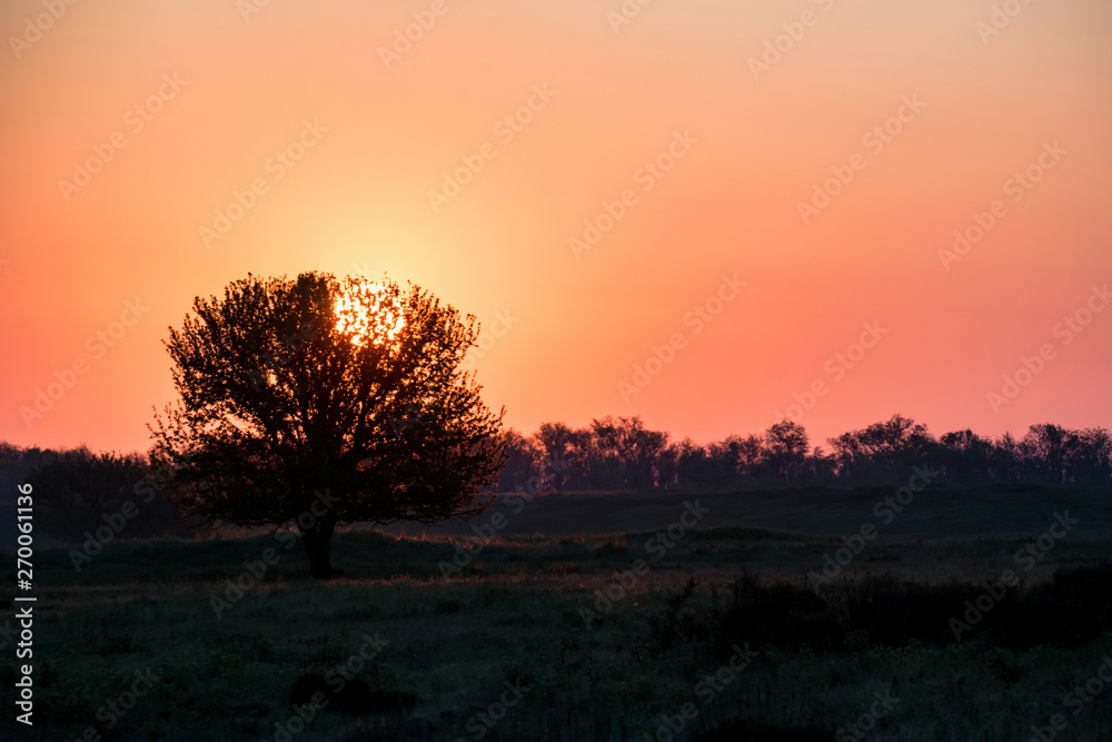 Beautiful silhouette of the tree at sunrise in steppe
