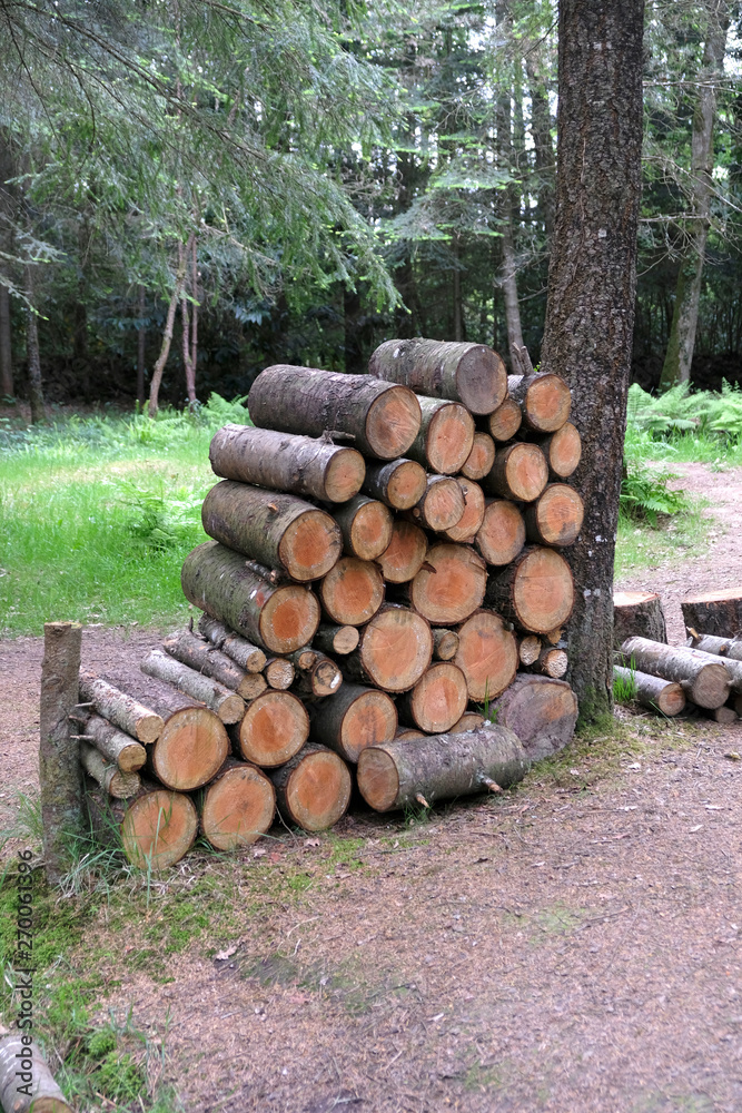 buches de bois