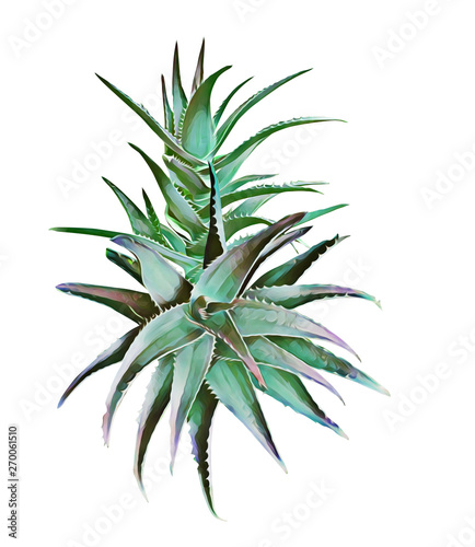 Aloe vera plant variations