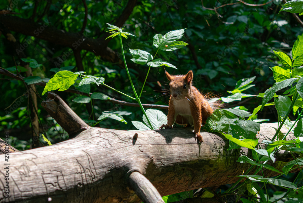 Squirrel Squirrel
