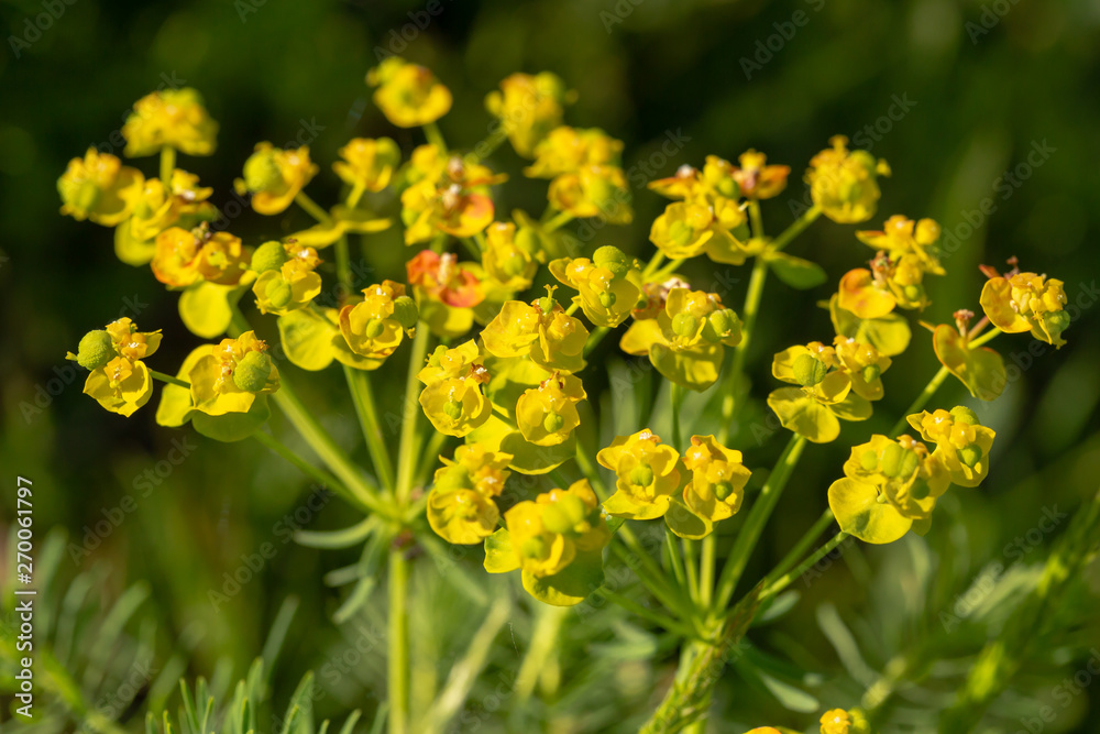 Many yellow flowers against a green background. Many yellow flowers against a green background.