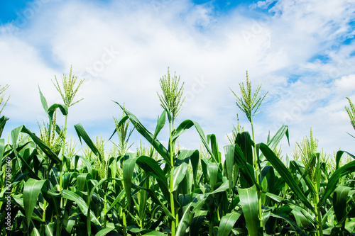 Corn field close up with blue sky. Selective focus 
