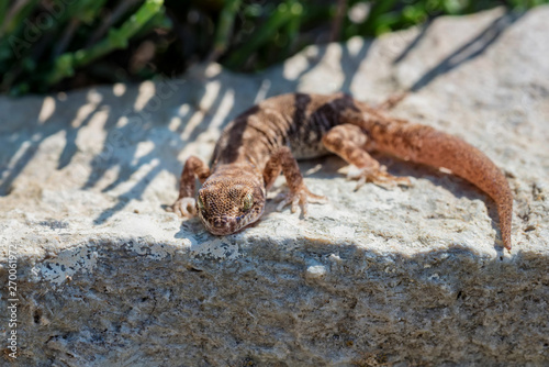 Close up cute small Even-fingered gecko genus Alsophylax on stone