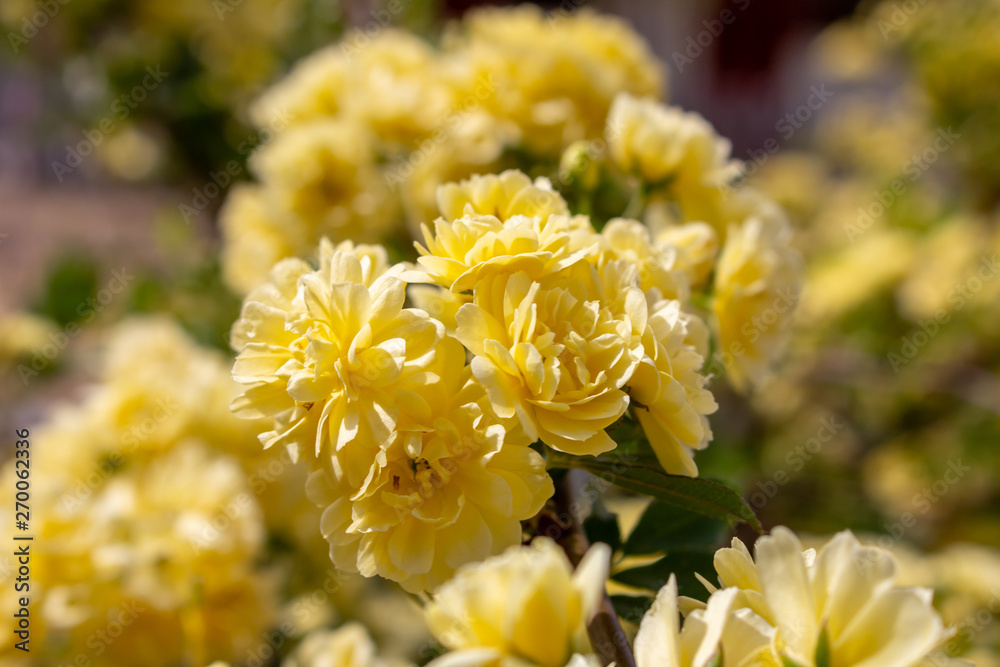 A closeup shot of several attractive yellow country flowers