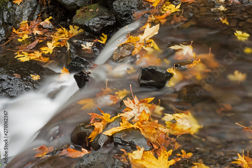 Autumn Leaves at Starvation Creek Falls