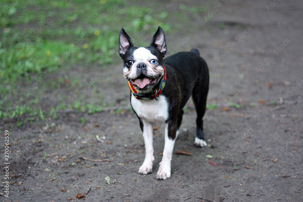 Happy boston terrier dog outdoor