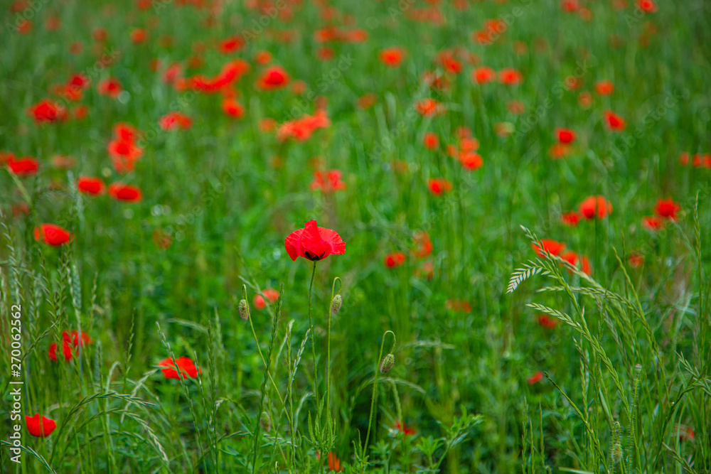 field of red poppies 