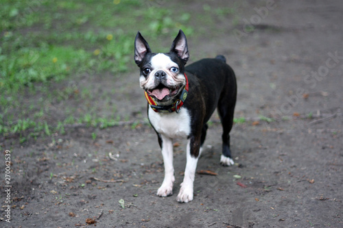 Happy boston terrier dog outdoor