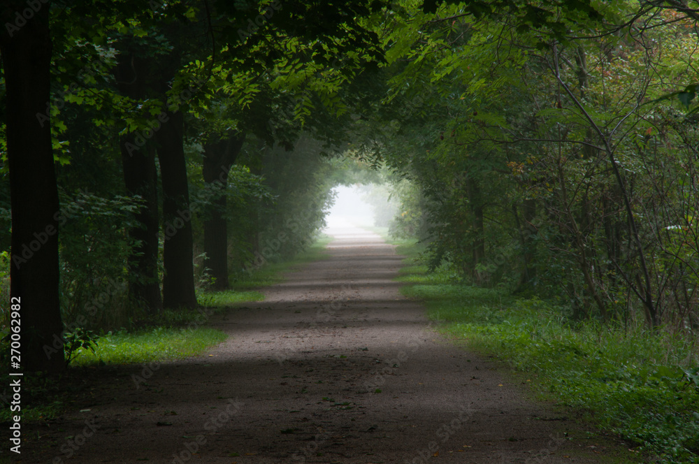Obraz premium Covered Trail