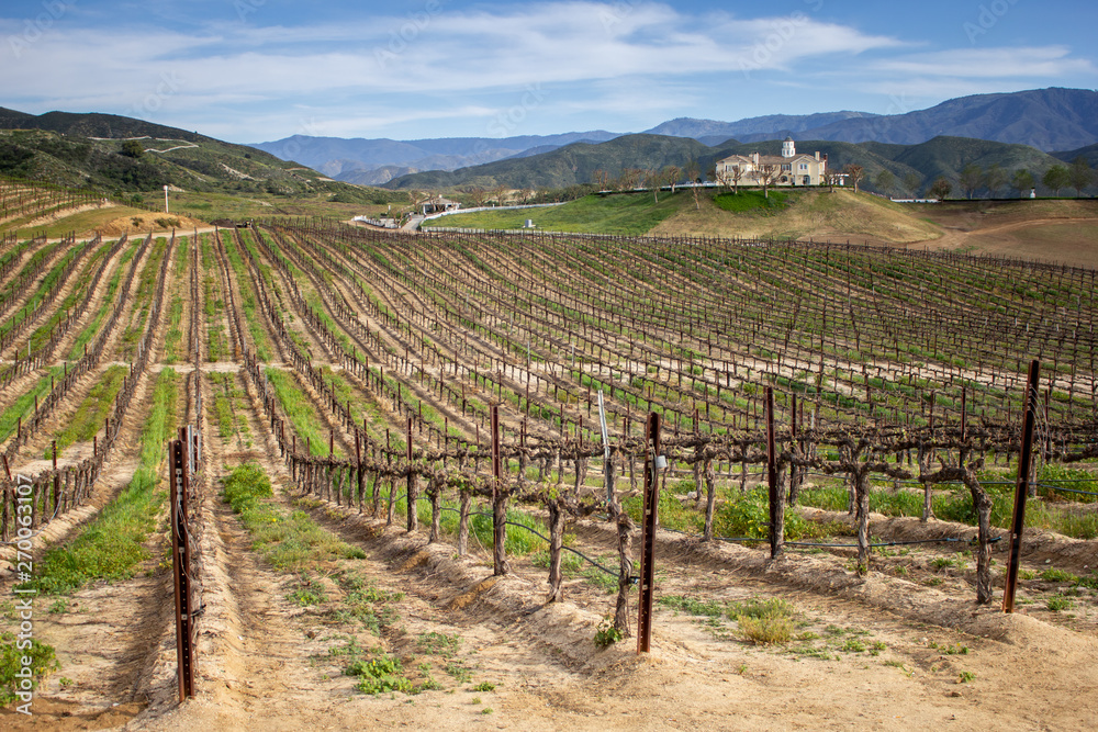 A scenic landscape of young grapevines in bloom for the spring season