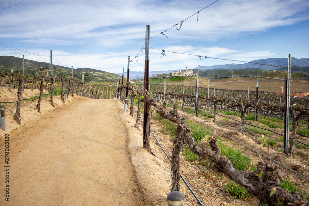 A dirt road cuts through the middle of a scenic winery