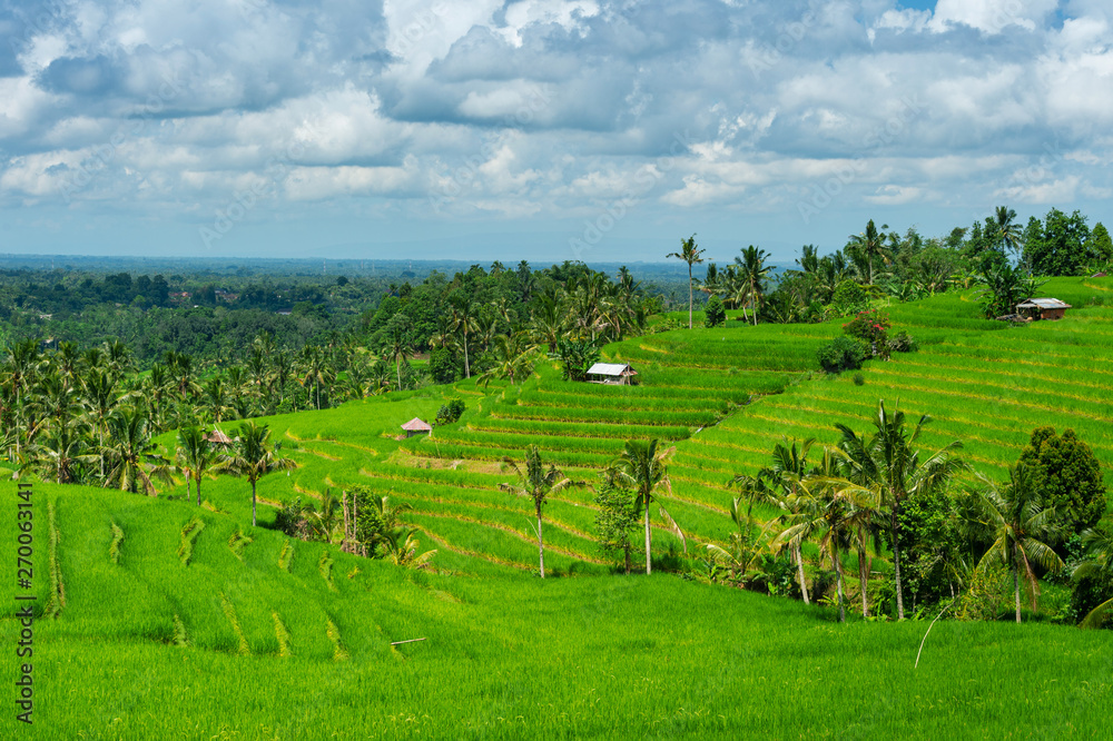 Rice Terrace in Bali island, Indonesia.