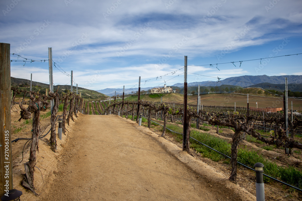 A dirt road cuts through the middle of a scenic winery