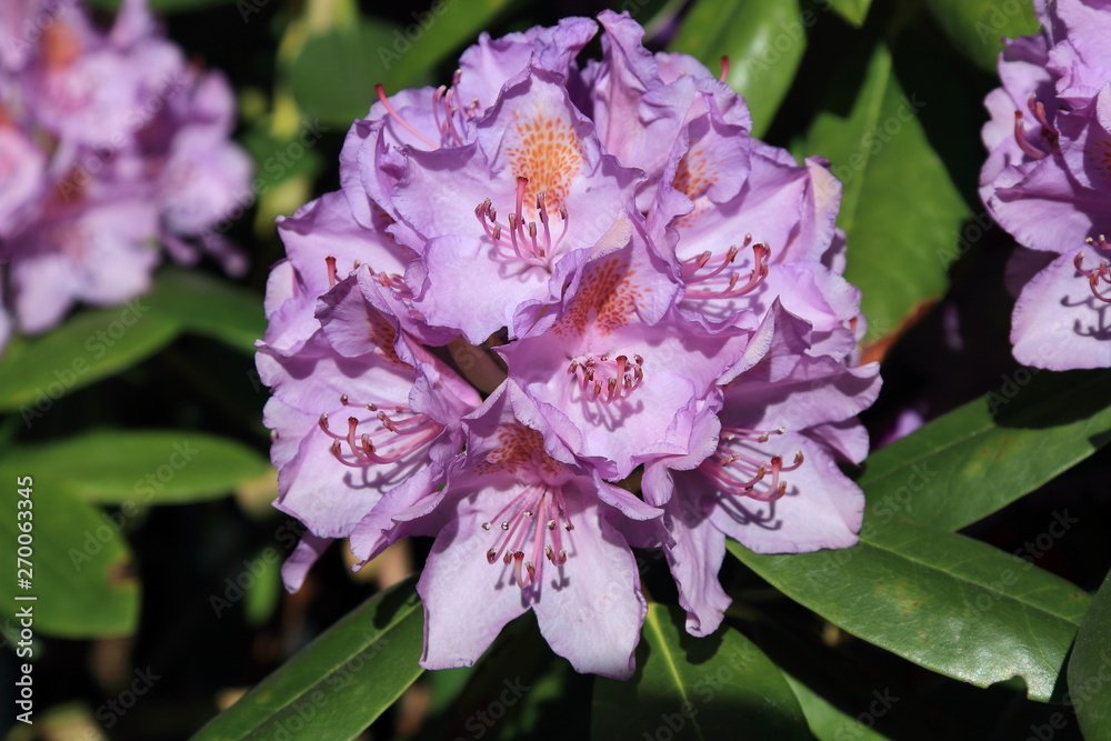 Beautiful lilac rhododendron during spring bloom Beautiful lilac rhododendron during spring bloom