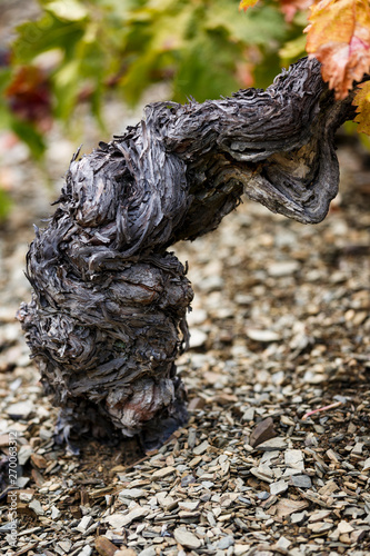 Canvas-taulu Old grenache grapevine in Priorat Region, Tarragona, Catalonia, Spain