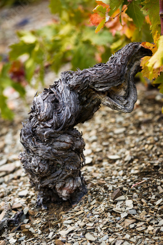 Old grenache grapevine in Priorat Region  Tarragona  Catalonia  Spain.jpg