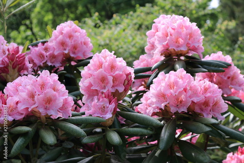 Beautiful pink rhododendrons during spring bloom photo