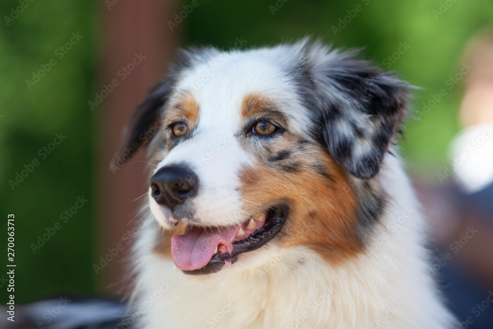 Retrato de perro Pastor Australiano en exterior Stock Photo | Adobe Stock