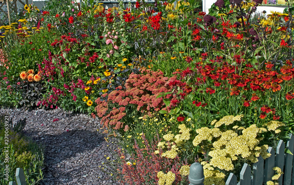 Cottage border with hot colourful summer planting of flower and colour combinations