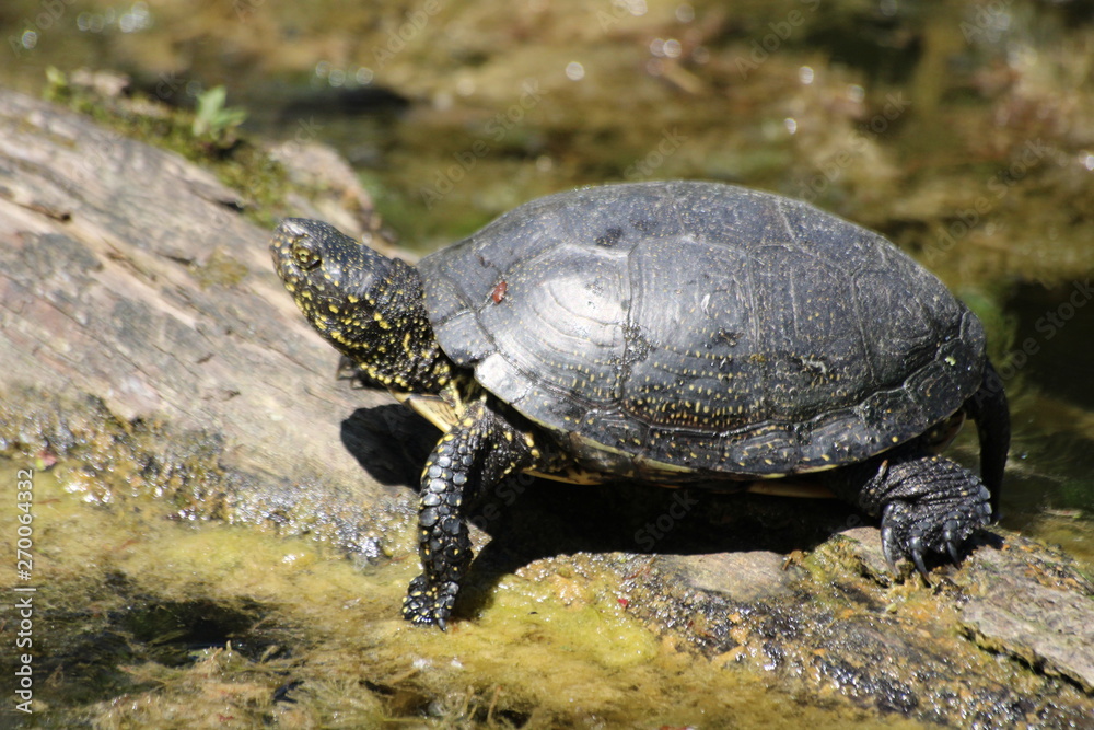 Swamp turtle from close
