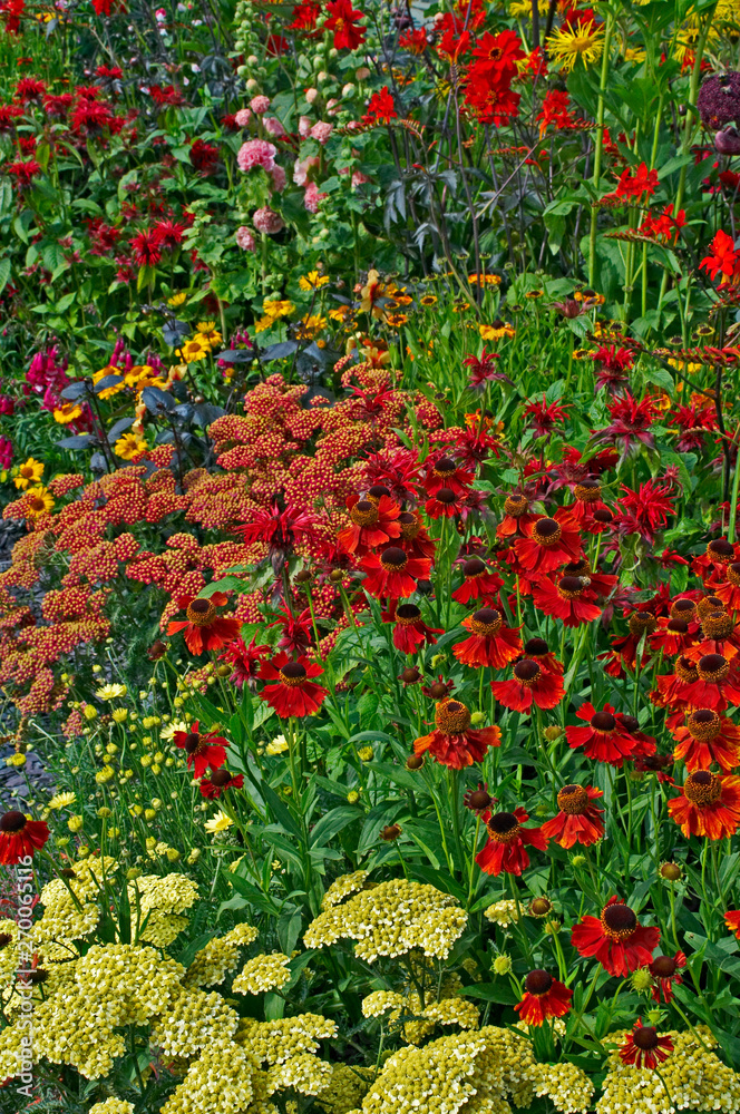 Cottage border with hot colourful summer planting of flower and colour combinations