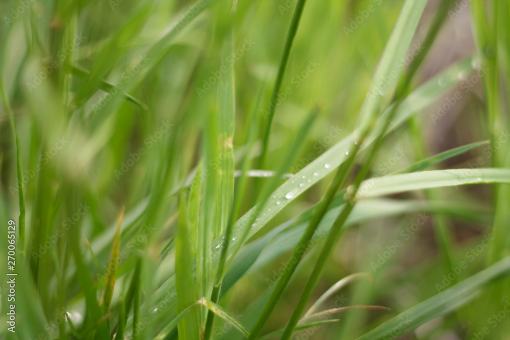 green summer grass after rain with water drops close up with blurred background green summer grass after rain with water drops close up with blurred background