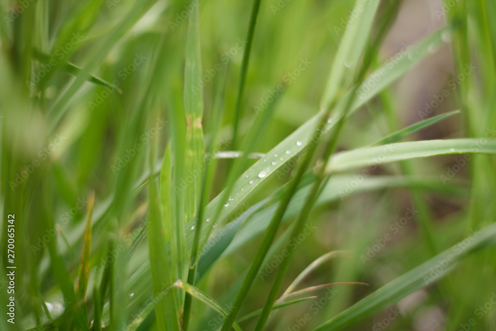 green summer grass after rain with water drops close up with blurred background green summer grass after rain with water drops close up with blurred background