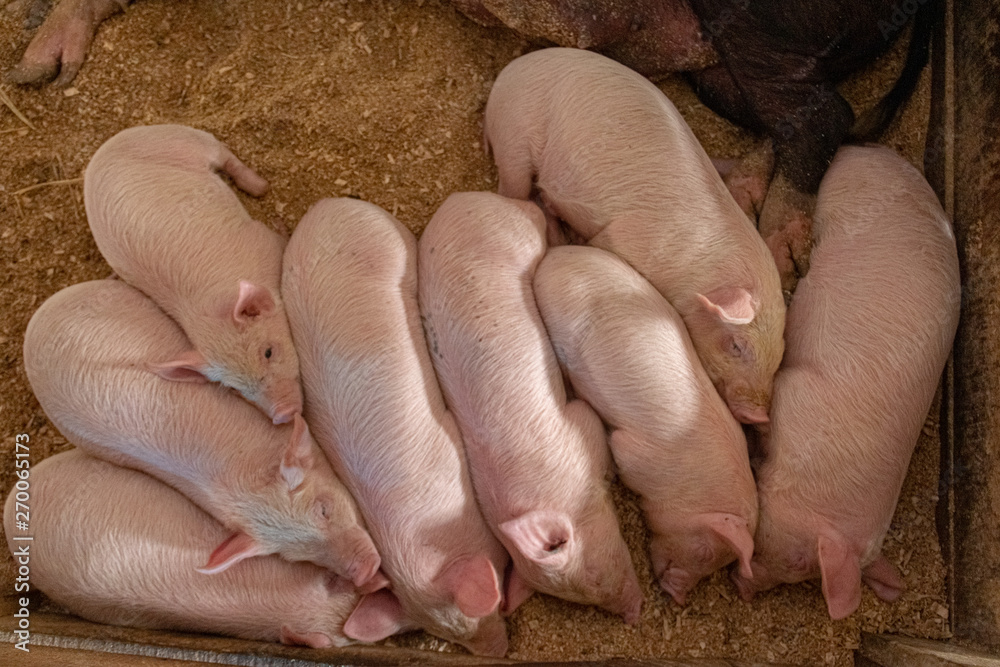 piglets crowded together piglets crowded together