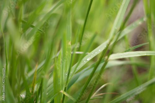 green summer grass after rain with water drops close up with blurred background