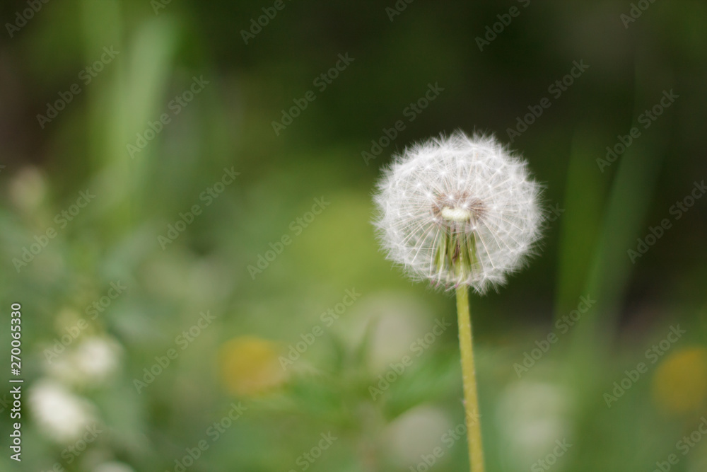 single white dandelion faded green grass closeup after rain background hats of fluff single white dandelion faded green grass closeup after rain background hats of fluff