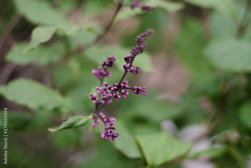 lilac flowers on the tree blossomed close-up green leaves glare bokeh light background lilac flowers on the tree blossomed close-up green leaves glare bokeh light background