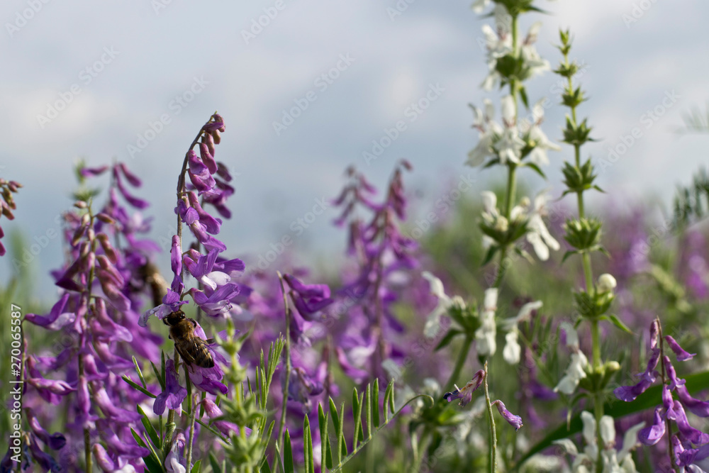 Obraz premium wild flowers and bee