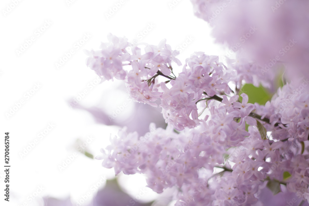 lilac flowers on the tree blossomed close-up green leaves glare bokeh light background