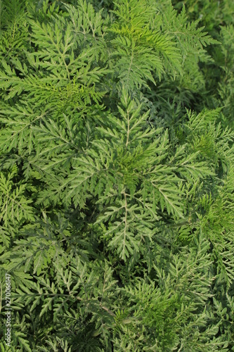 Ambrosia artemisiifolia - ragweed