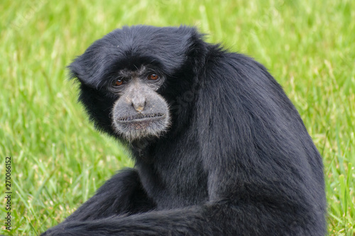 Obraz na płótnie Siamang Gibbon (Hylobates syndactylus) portrait w salonie