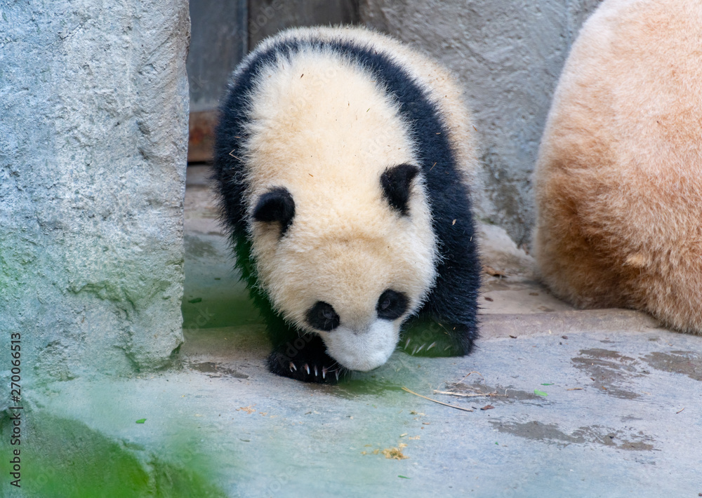 Fototapeta premium A cute little panda plays on the ground