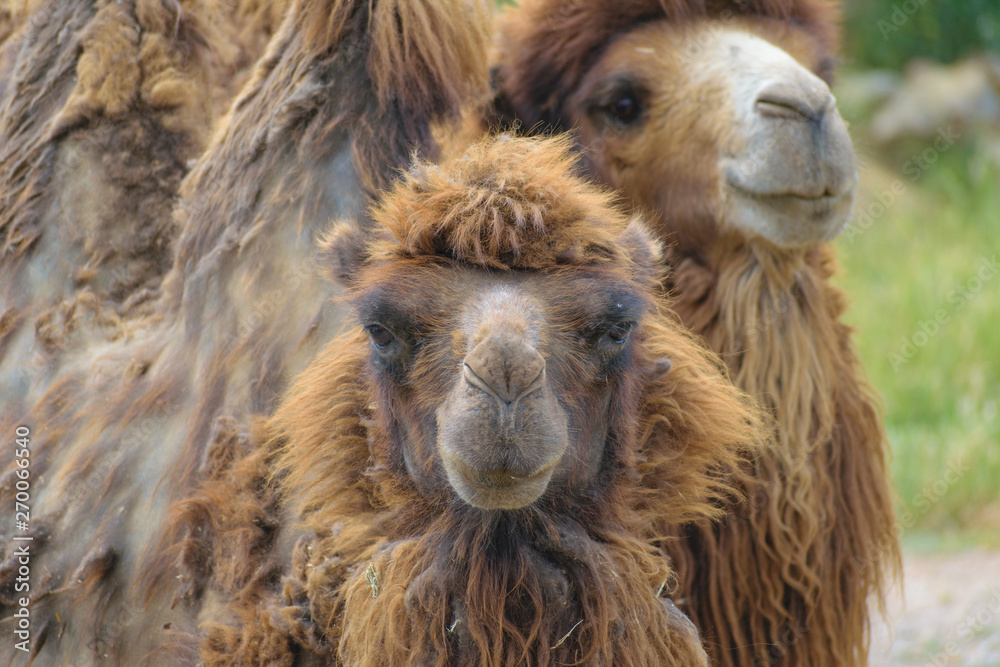 Bactrian camel (Camelus bactrianus) portrait